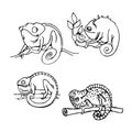 Set of cheerful chameleons sitting on a branch vector illustration with black contour lines